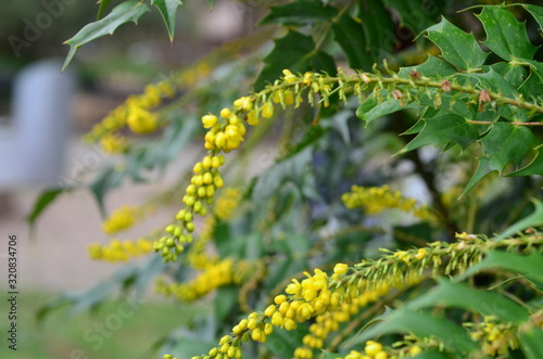 Gelbe Blüten einer Mahonie