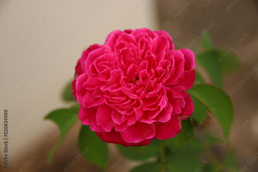Beautiful pink rose, blurred background, valentine Beautiful pink rose, blurred background, valentine