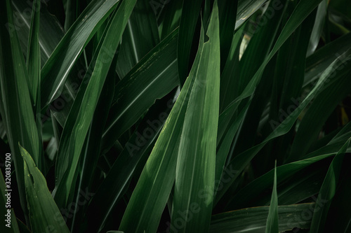 Green leaves texture background. Full frame of tropical dark green leaf tone.