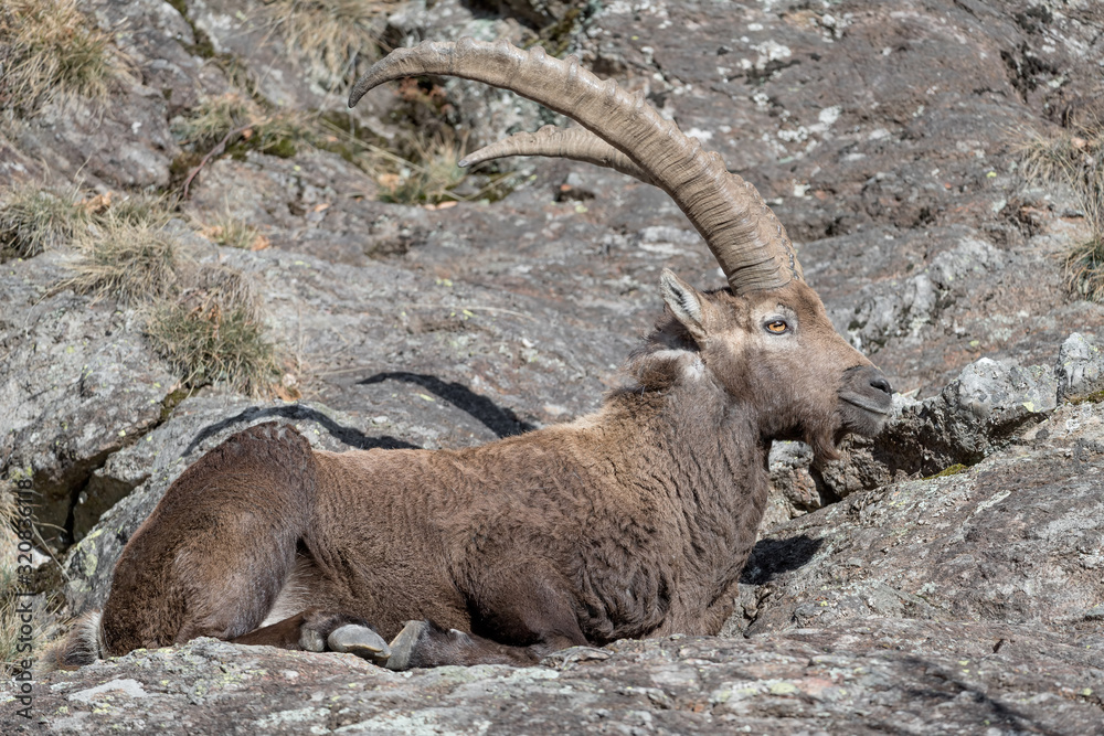 Mountain goat on the rock (Capra ibex)