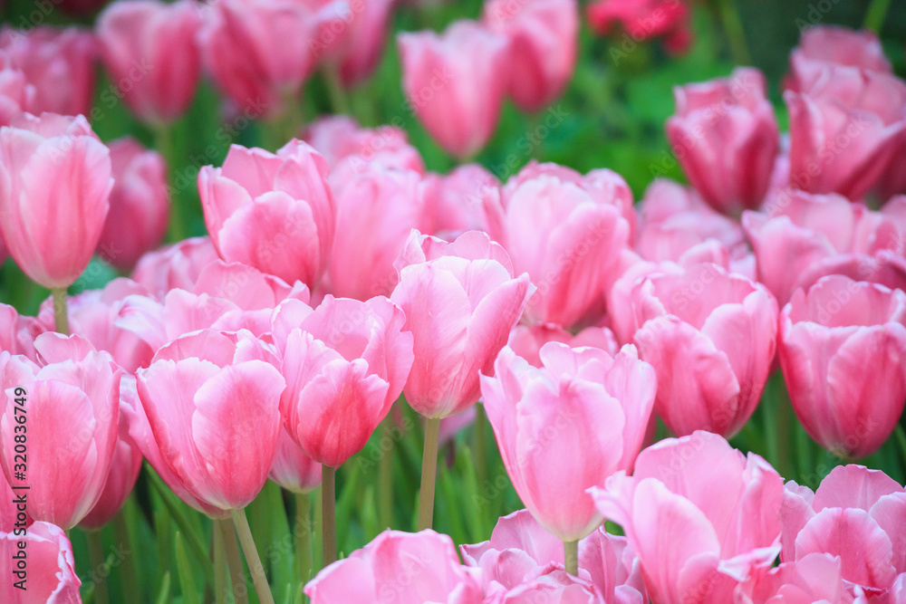 Fresh colorful tulips flower bloom in the garden Fresh colorful tulips flower bloom in the garden