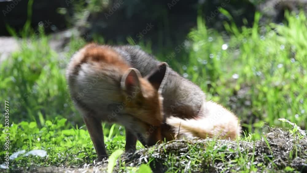 Resting red fox in meadow getting up and walking away Resting red fox in meadow getting up and walking away