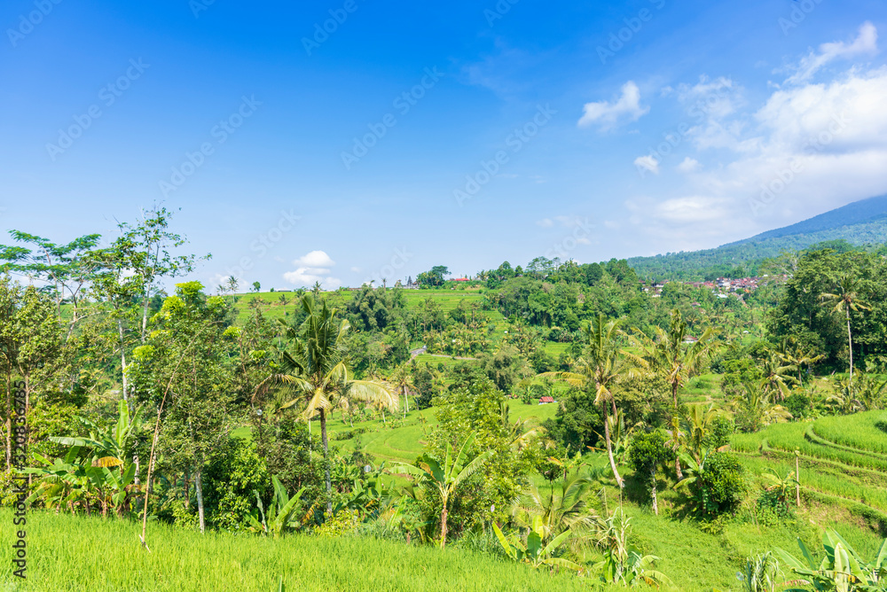Green rice fields on  Jatiluwih rice terrace near Ubud on Bali island, Indonesia