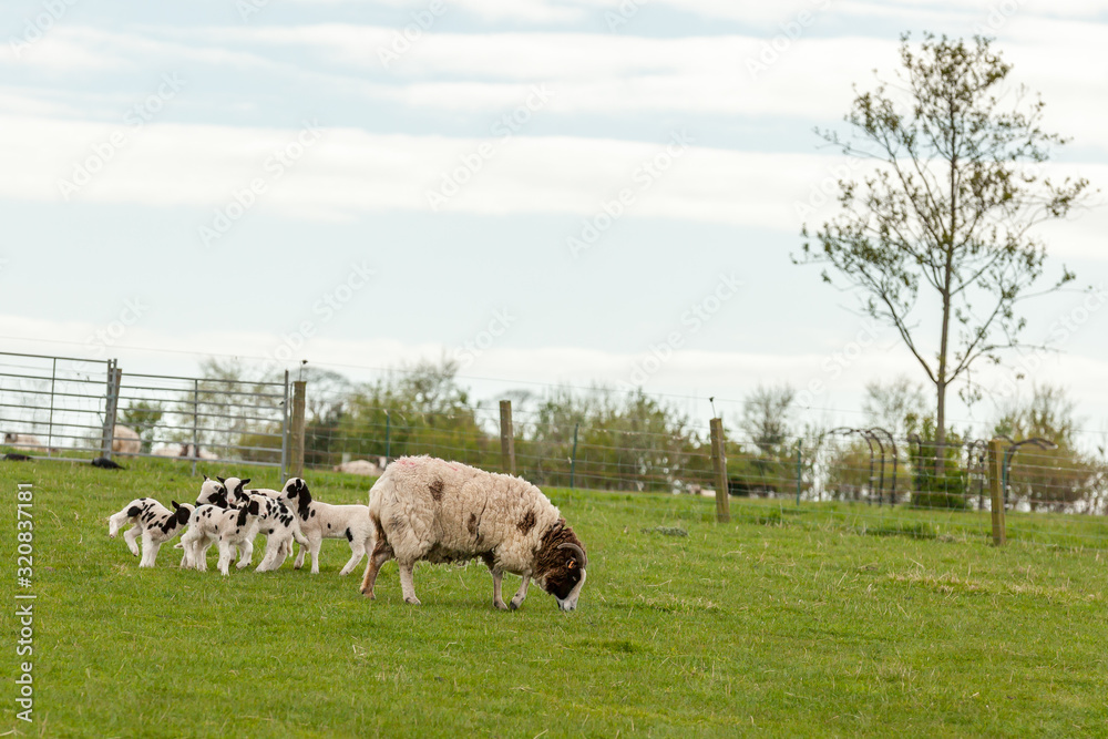MONTROSE SCOTLAND - 2015 MAY 13. Sheep in the green field. MONTROSE SCOTLAND - 2015 MAY 13. Sheep in the green field.