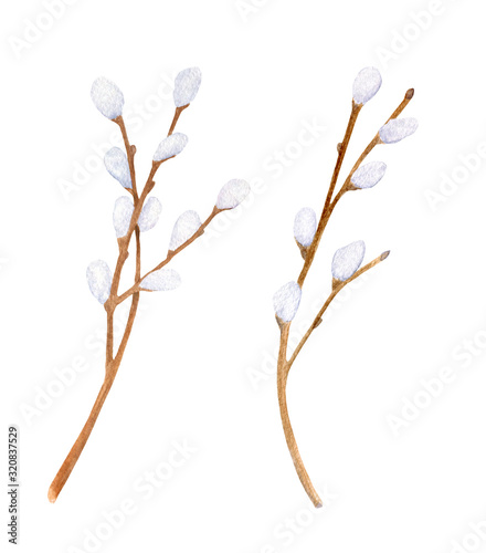 Watercolor pussy willow branches set. Hand drawn tree twigs with buds isolated on white background. Illustration for card, postcard, cover design, invitation, Easter decoration.