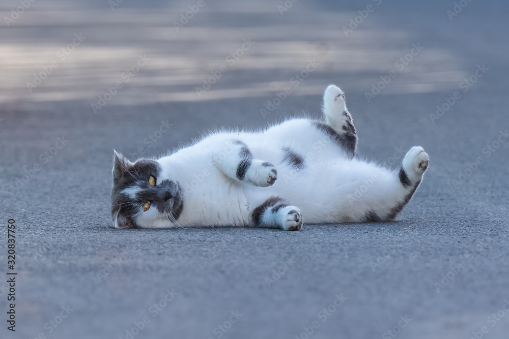 Fototapeta premium cat that rolls on the floor and shows her belly to have hugs
