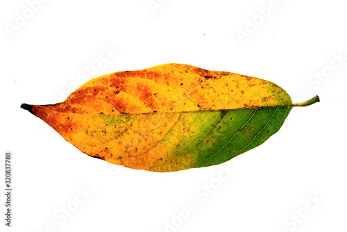 Dry leaves on a white background, bright autumn leaves for design, background, and decorations, Isolated tropical leaves on a white background