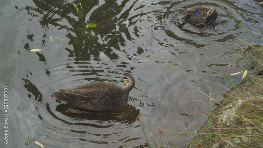 Pacific Black Ducks, washing and  preening in shallow water, summers day
