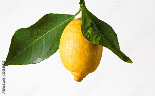 Branch with ripe lemon on a white background.