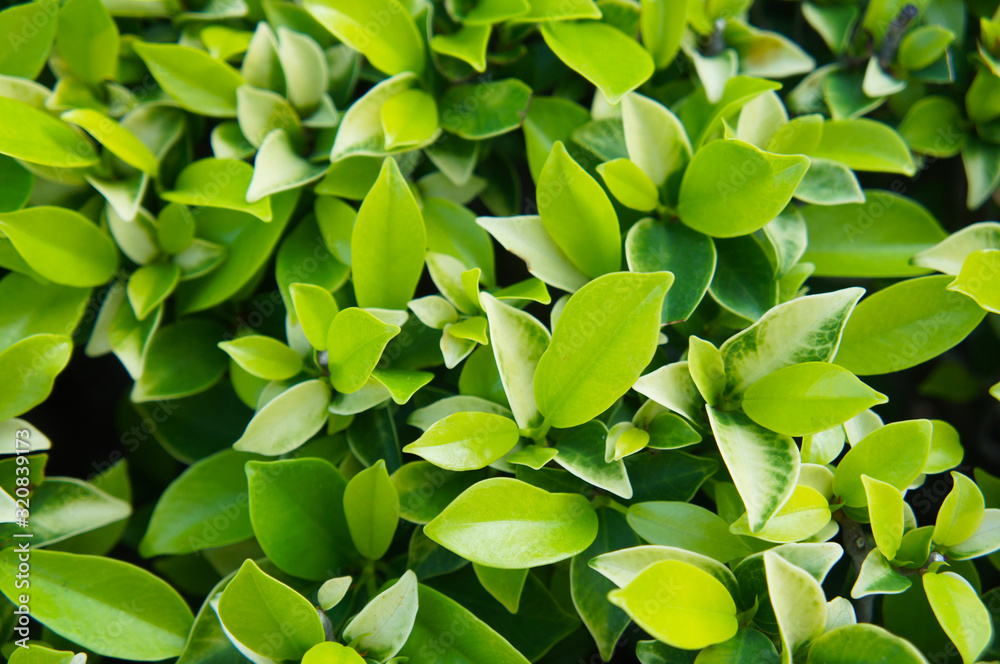Fototapeta premium Banyan tree or ficus bengalensis green foliage background.