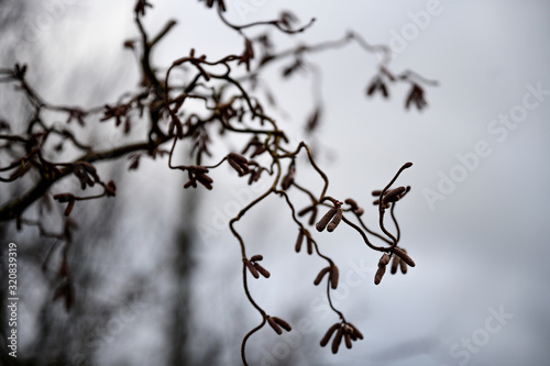 Hazelnut catkins at spring