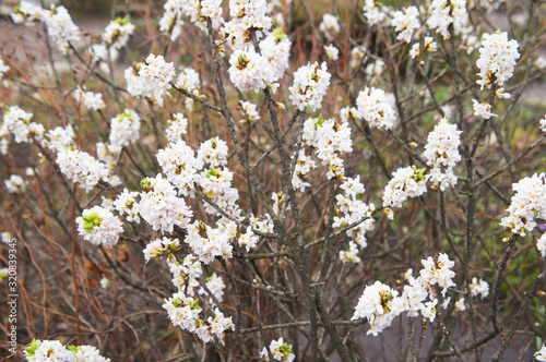 Shrub of daphne mezereum or spurge laurel  blossoming white flowers