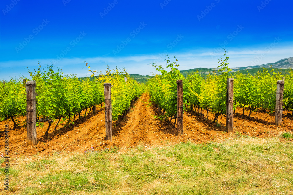 Vineyard plantation, mountain in background, sunny summer day, countryside landscape, Dalmatian inland, Croatia