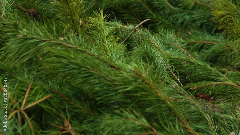 The green conifer stems lie cut down next to each other, close-up The green conifer stems lie cut down next to each other, close-up
