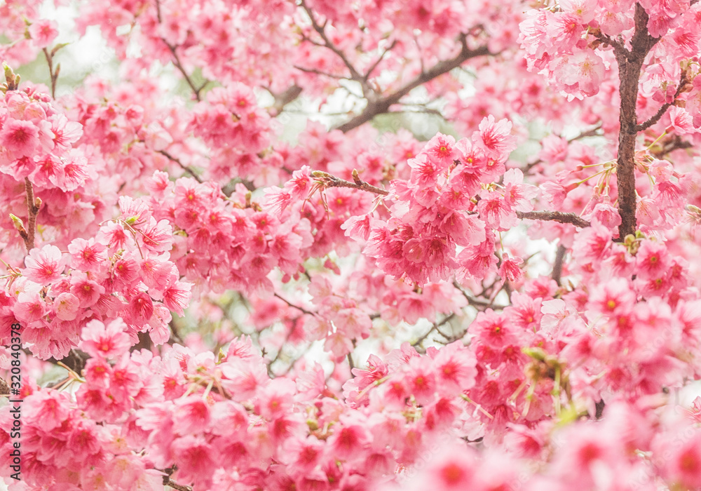 Obraz premium Beautiful cherry blossom sakura in spring time
