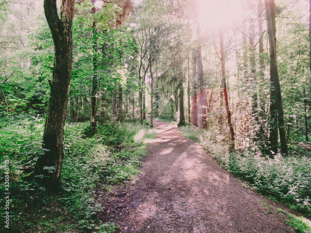 Path in a forest with bright sunlight. Path in a forest with bright sunlight.