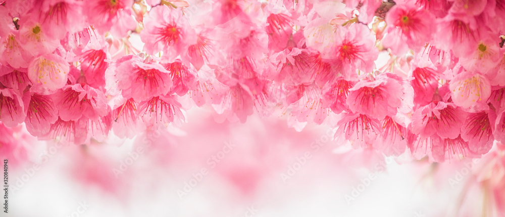 Beautiful cherry blossom sakura in spring time Beautiful cherry blossom sakura in spring time