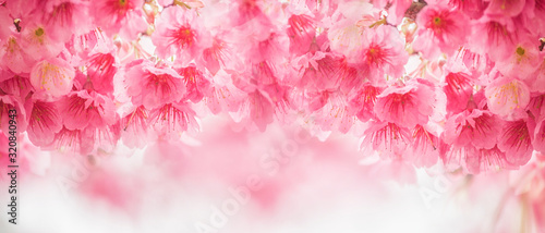 Fotografiet Beautiful cherry blossom sakura in spring time