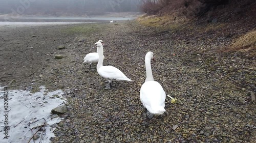 Danube river short with a close groub of swans. photo