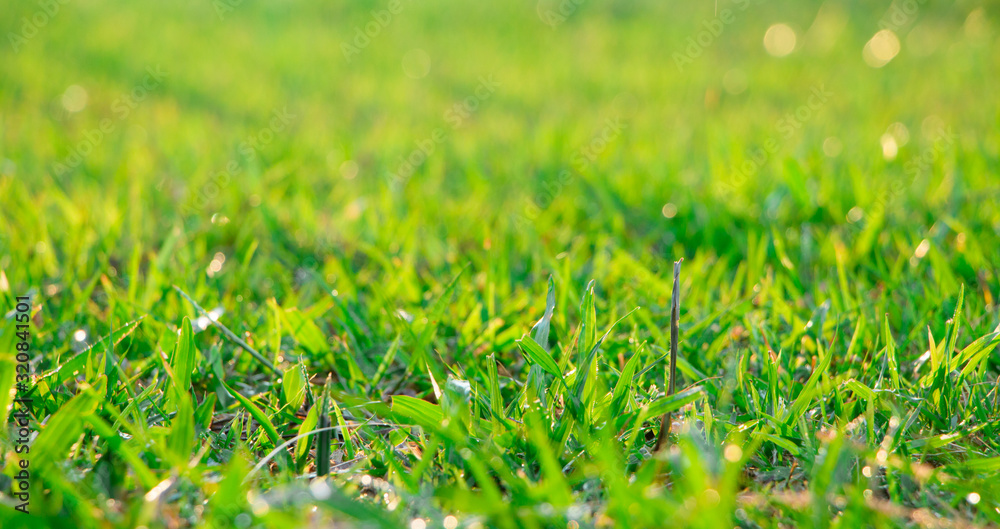 Bright spring grass field with sunlight bokeh background Bright spring grass field with sunlight bokeh background