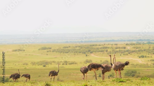 Herd Of Ostrich Calmly Eating On The Plains Of Africa -  wide shot photo