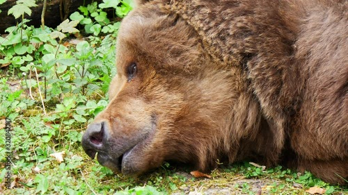Wallpaper Mural Brown bear in the park in nature Torontodigital.ca