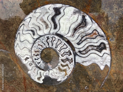 morocco sahara desert oasis town erfoud macro fossil center ammonite_10 photo