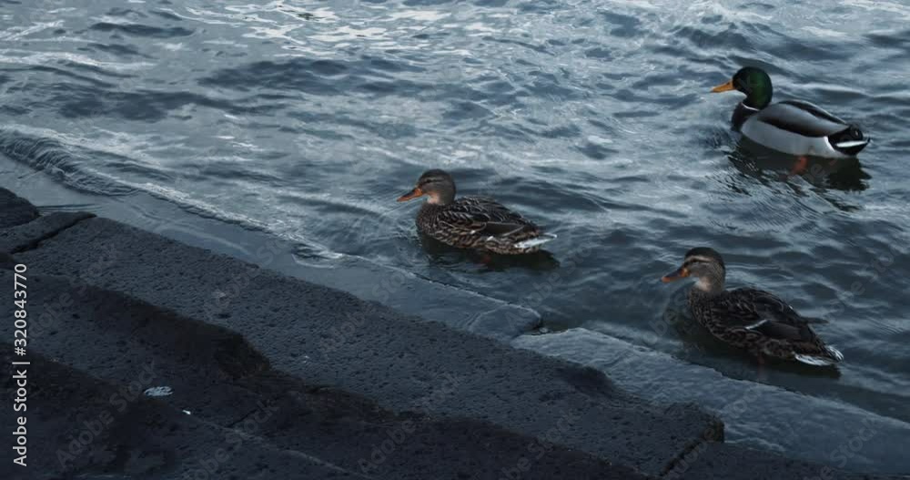 Handheld follow shot of a group of swimming Mallard ducks in Mainz, Germany. Handheld follow shot of a group of swimming Mallard ducks in Mainz, Germany.