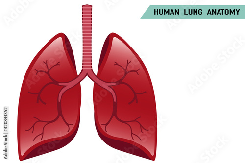Human Lung Vector On White Background