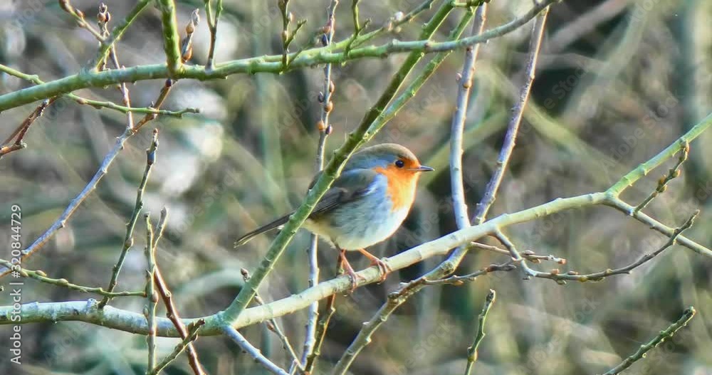 Close up view of a cheeky little robin perched on a branch scouring his territory for food. Close up view of a cheeky little robin perched on a branch scouring his territory for food.