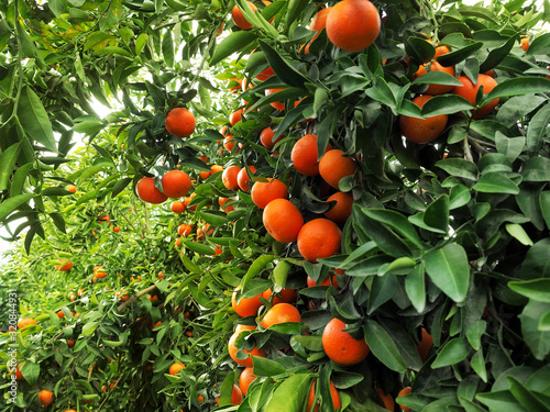 Ripe mandarines in green garden
