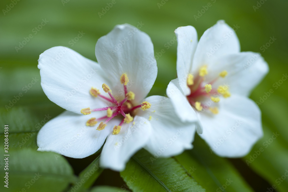 Tung Flower Tung Flower