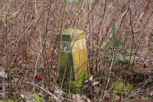 Pfosten im Wald photo