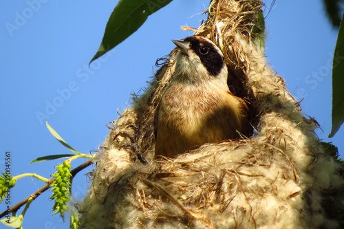 Принти на полотні Penduline tit or European penduline tit (Remiz pendulinus), a bird of the genus
