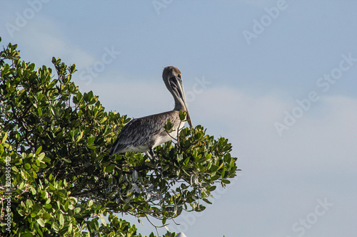 Pelikan sitzt in einem Baum mit grünen Blättern unter blauem himmel