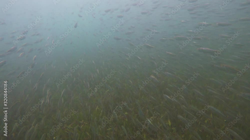 giant school of fish tropical reef, shot in the Caribbean Sea, Blue underwater shot I
A big school of scared fishes moving together in one direction in shallow water stock video in 4K giant school of fish tropical reef, shot in the Caribbean Sea, Blue underwater shot I
A big school of scared fishes moving together in one direction in shallow water stock video in 4K