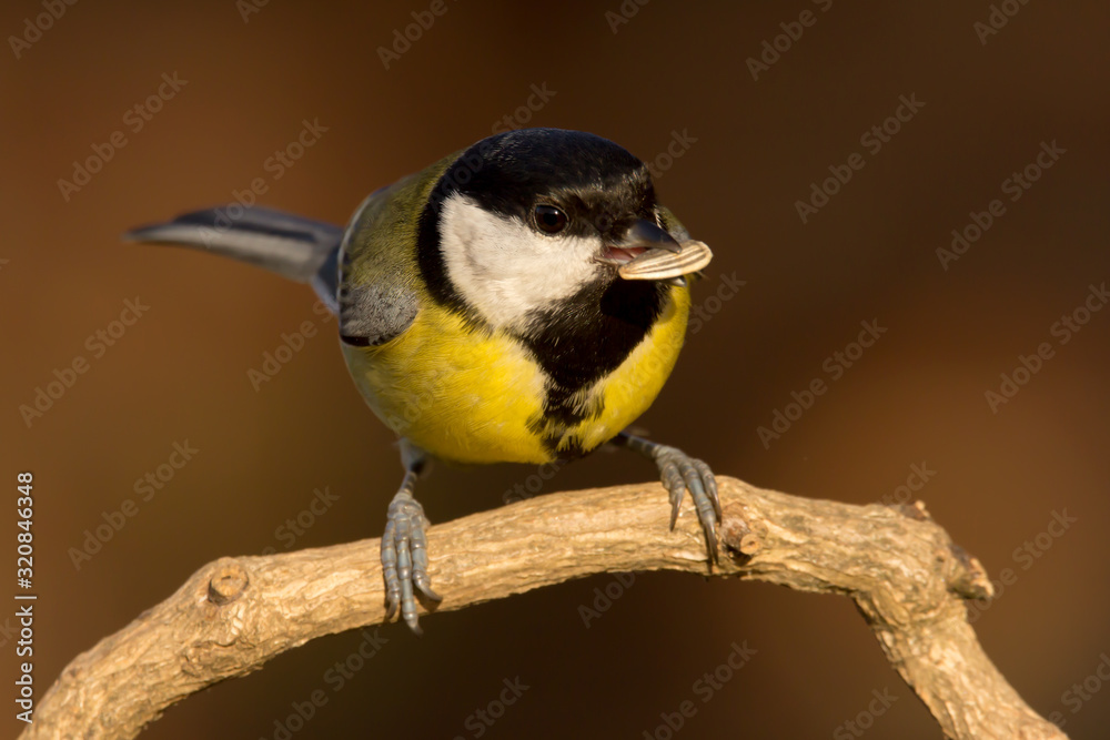 Fototapeta premium Great tit (Parus major) common garden bird close up, black yellow and white bird perching on the branch with blurry background
