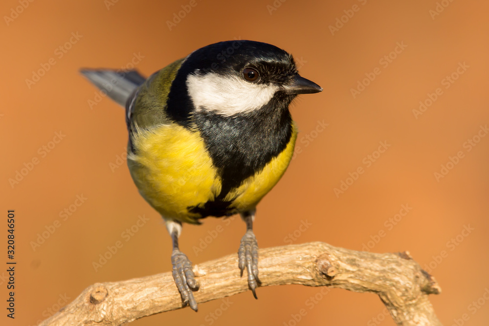 Great tit (Parus major) common garden bird close up, black yellow and white bird perching on the branch with blurry background Great tit (Parus major) common garden bird close up, black yellow and white bird perching on the branch with blurry background