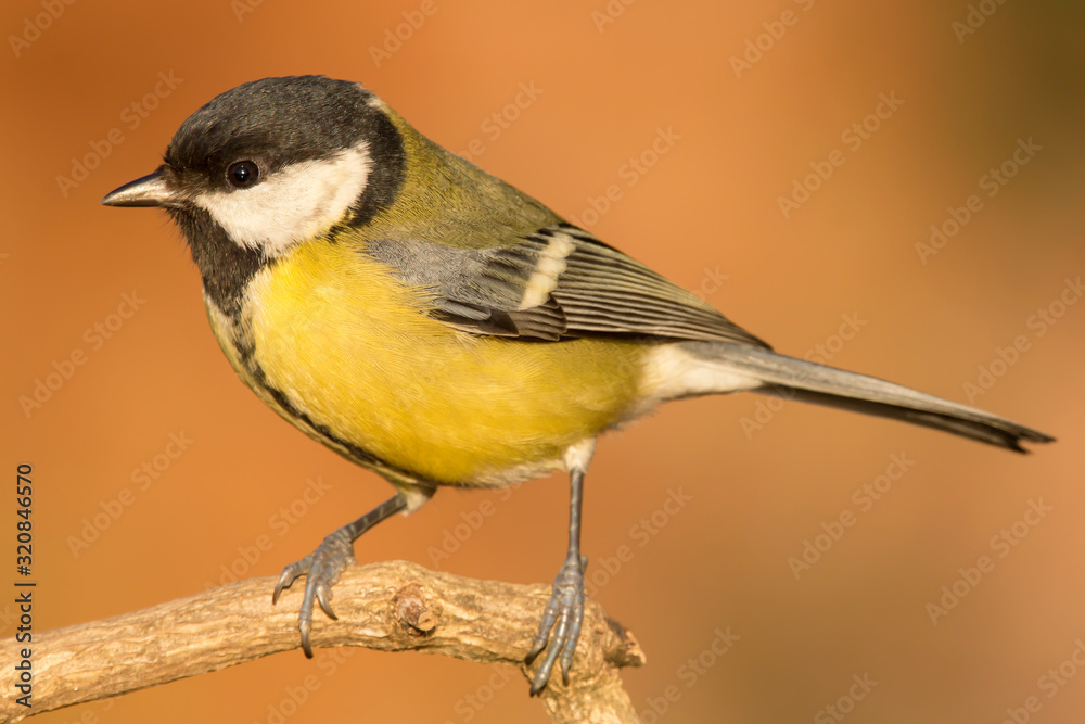 Fototapeta premium Great tit (Parus major) common garden bird close up, black yellow and white bird perching on the branch with blurry background