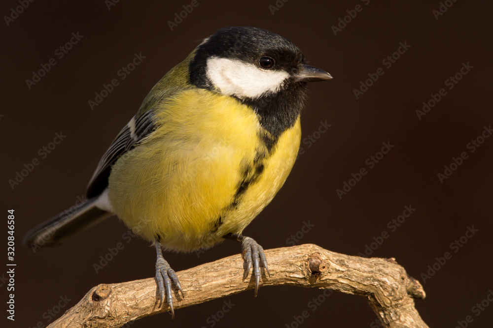 Great tit (Parus major) common garden bird close up, black yellow and white bird perching on the branch with blurry background Great tit (Parus major) common garden bird close up, black yellow and white bird perching on the branch with blurry background