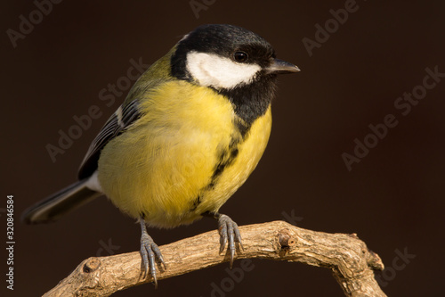 Great tit (Parus major) common garden bird close up, black yellow and white bird perching on the branch with blurry background
