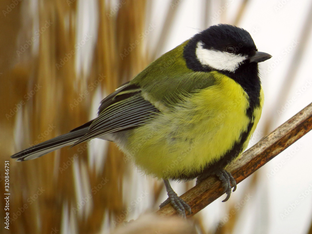 Fototapeta premium Great tit (Parus major) common garden bird close up, black yellow and white bird perching on the branch with blurry background