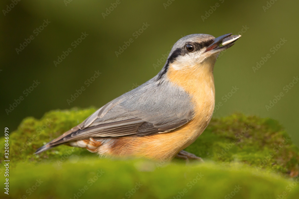 Nuthatch (Sitta europaea) Eurasian nuthatch bird perching on a branch, close up bird photo with blurry background, common wood and garden bird with orange breast and grey back Nuthatch (Sitta europaea) Eurasian nuthatch bird perching on a branch, close up bird photo with blurry background, common wood and garden bird with orange breast and grey back