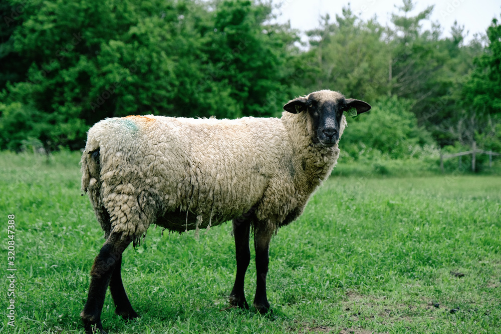 Shropshire sheep in green spring field close up looking at camera on farm.