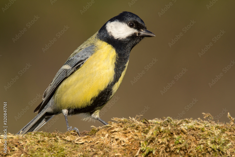 Great tit (Parus major) common garden bird close up, black yellow and white bird perching on the branch with blurry background Great tit (Parus major) common garden bird close up, black yellow and white bird perching on the branch with blurry background