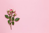 Sprig of small roses white red on pink background, copy space. Minimal style flat lay. For greeting card, invitation. March 8, February 14, birthday, Valentine's, Mother's, Women's day concept