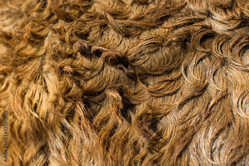 Texture of the donkey's hair close-up, background.