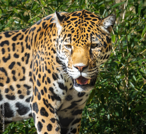 Jaguar as zoological specimen found in Birmingham Alabama. © Wildspaces