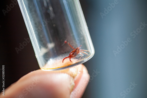 A man holds a test tube in his hands with a poisonous dangerous ixodid tick that bit him by infecting with lime disease. Examination of a tick in a laboratory for infectious diseases. photo