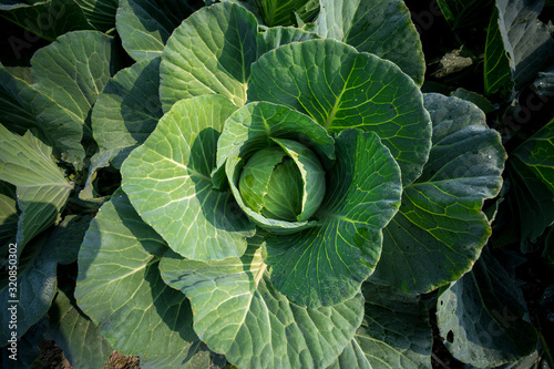 Top View of Fresh Green Cabbage or headed Cabbage grow in the garden at Savar, Dhaka, Bangladesh. photo